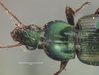 Media type: image;   Entomology 79 Aspect: pronotum dorsal